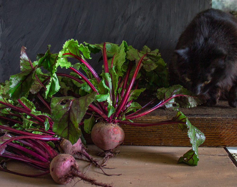 Black cat sniffing at 3 beets owith their greens on, on a dark wooden table.
