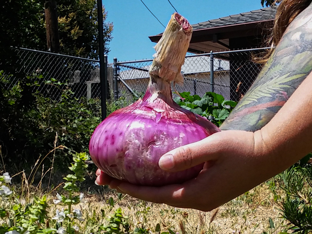 1 kg onion held with both hands