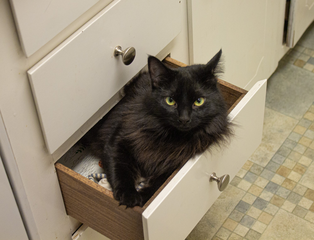 Black cat in drawer