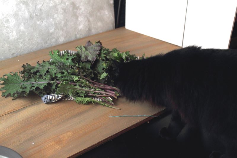 Kale thief kitten