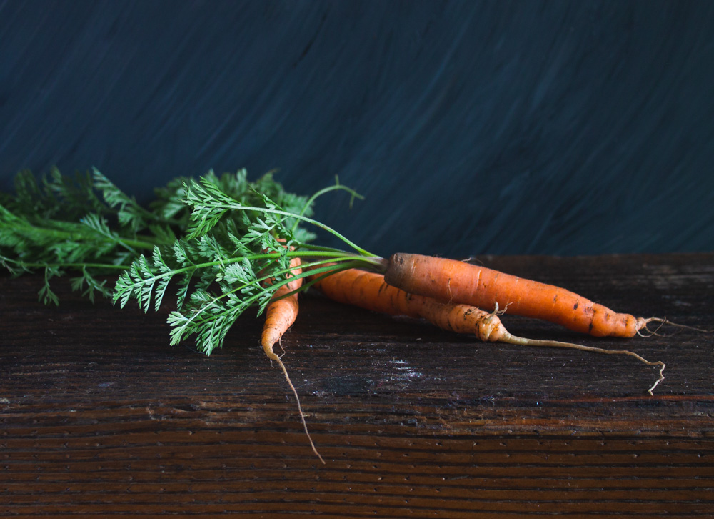 Carrots fresh from the garden on a dark background