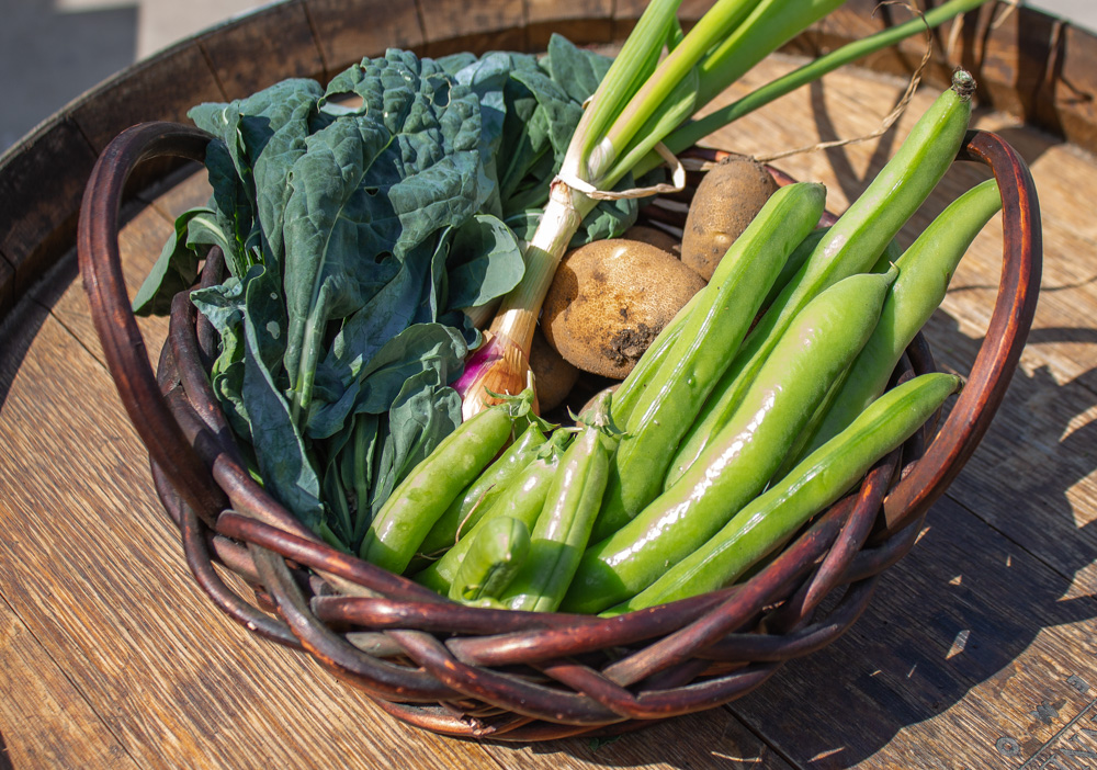 Fava beans, kale, peas, potatoes, and onions in a basket harversted from the garden.