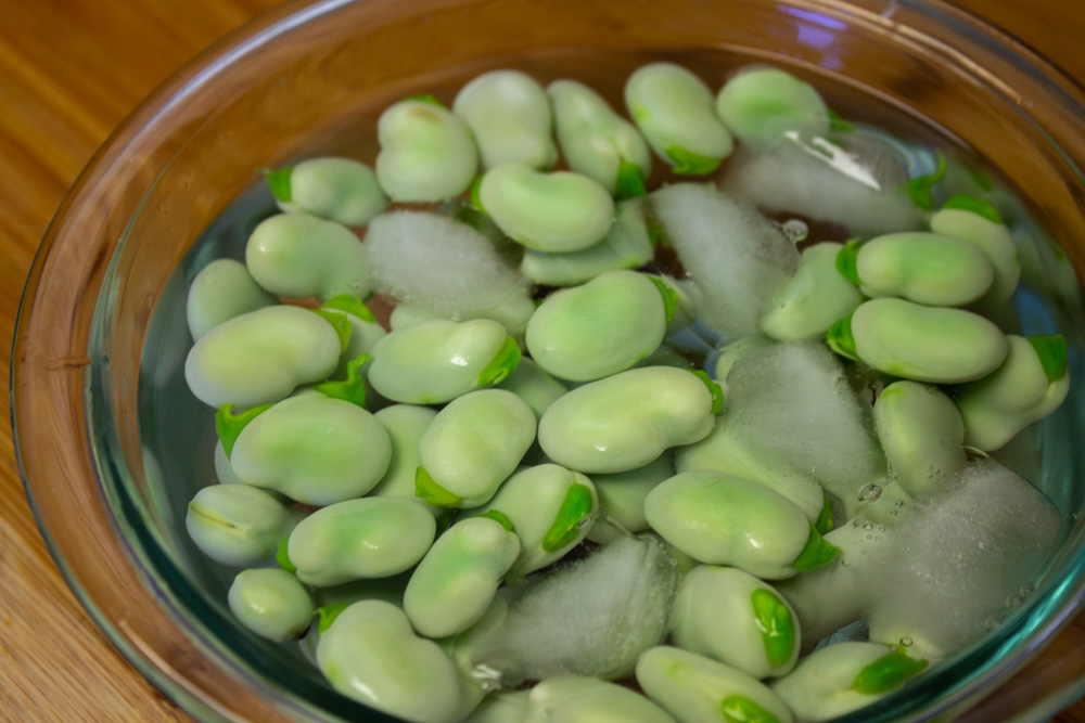 Fava beans in bowl with ice being blanched.