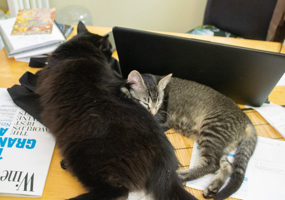 Brun and Tam on desk by computer