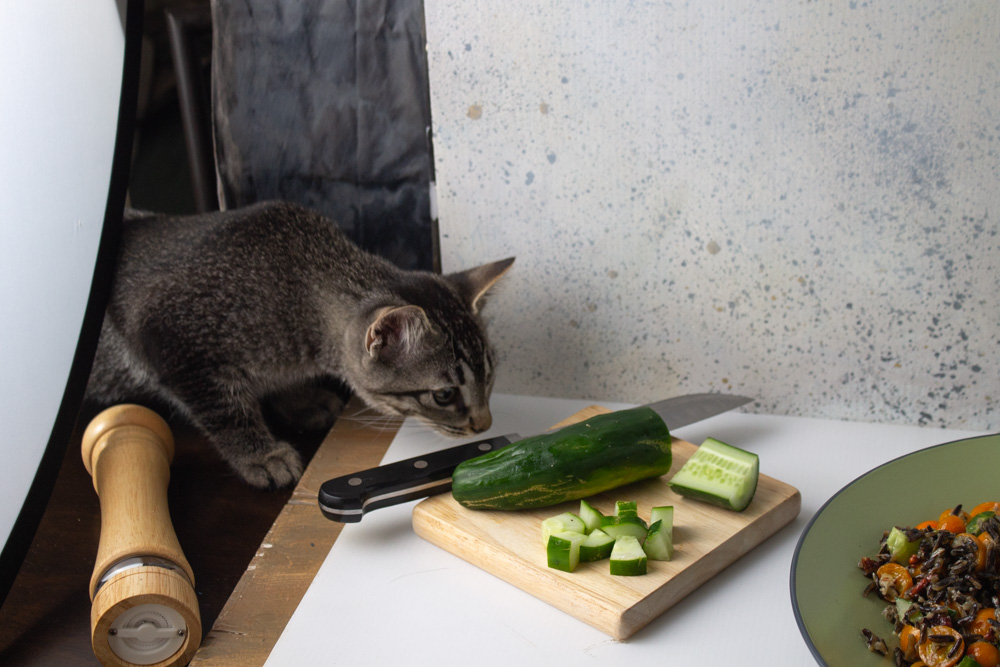 Kitten investigating photo set up