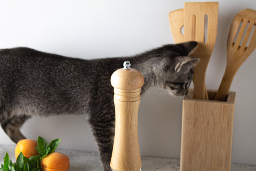 Kitten sniffing wood utensils on photoshoot