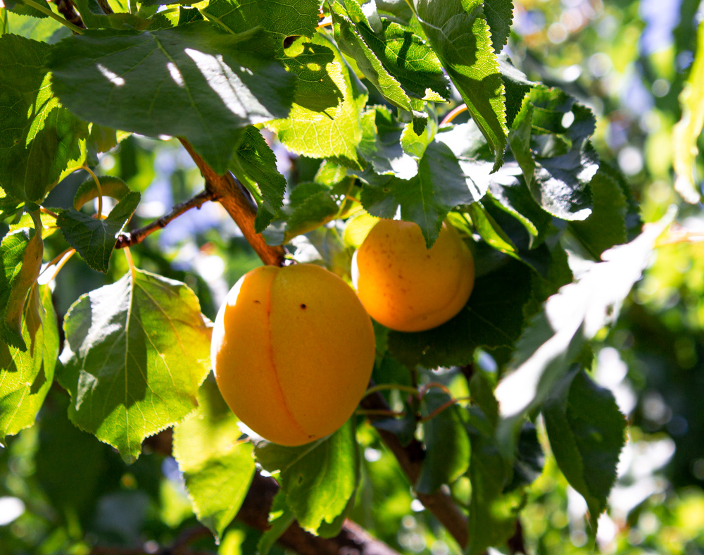 2 apricots hanging in tree